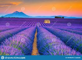 provence